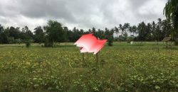 Land For Sale At Ubud Near To Hotel Area