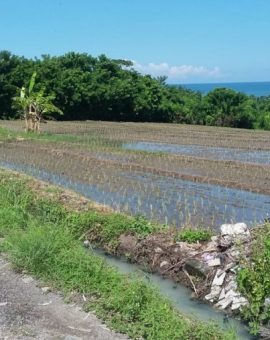 Sea & Rice Field View Land In Klecung Tabanan