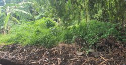 Land For Sale Only 10 Minutes to Kedungu Beach