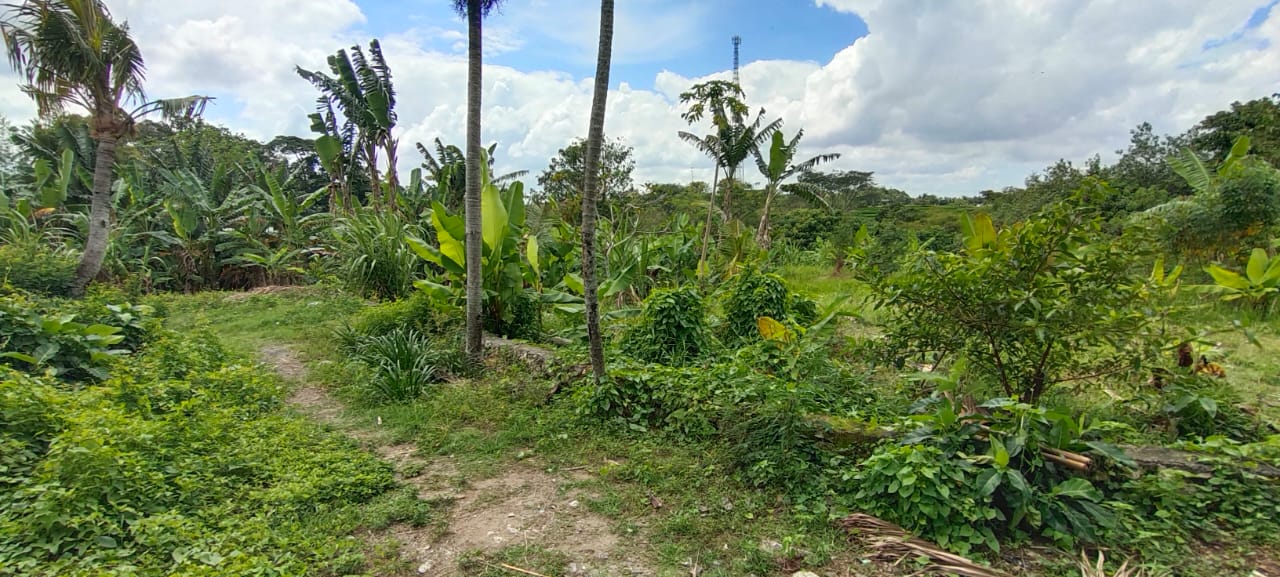 Greenbelt view and River side Land In Beraban Tabanan